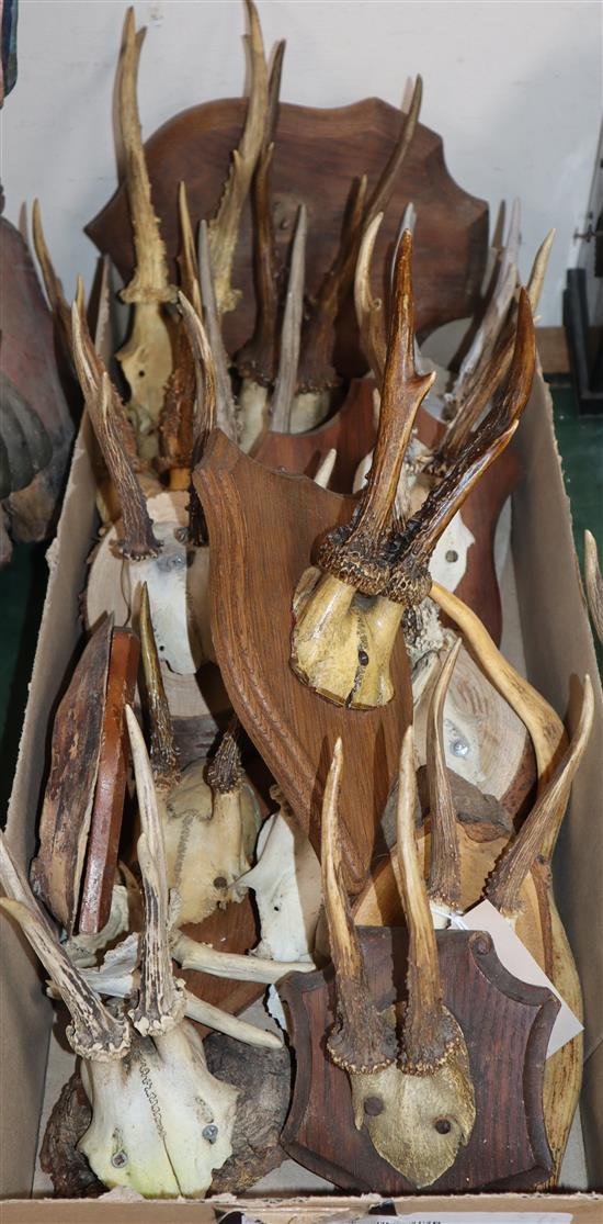 A quantity of roebuck horns mounted on plaques
